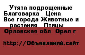 Утята подрощенные Благоварка › Цена ­ 100 - Все города Животные и растения » Птицы   . Орловская обл.,Орел г.